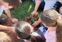 Frente de colégio ganha 12 mudas de plantas