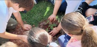 Frente de colégio ganha 12 mudas de plantas